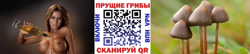 Псилоцибиновые грибы Cubensis Лебедянь